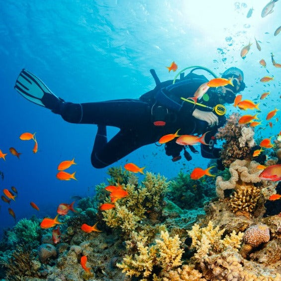 Scuba Diving - 2 Dives